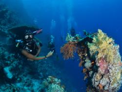 Sharm El Sheikh Diving Holiday